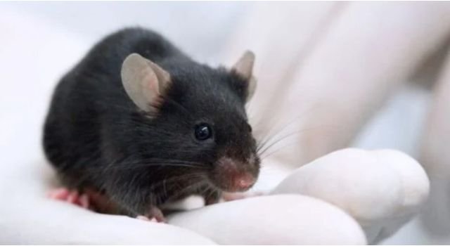 Mơ thấy con chuột đen là điềm báo về sức khỏe người thân của người nằm mơ